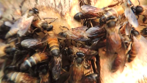Close up worker honeybees apis bees swarm colony gather collecting honey on tree Stock Footage 235221393