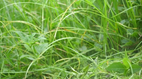 Close up worker mowing grass in the backyard, lawn mower, Stock Footage 140764449