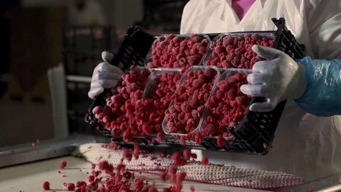 Close up of worker putting berries on factory conveyor, Portugal Stock Footage 128964791