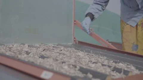 Close-up of a worker spreading dried onion slices on a tray Vídeos de archivo 327443477