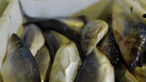 Close up of Worker stiring with paddle fish in salt water. Fish Processing Plant 스톡 동영상 122062168