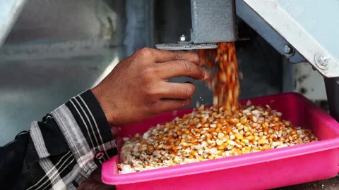 Close Up A Worker Takes A Sample Of Corn To Be Examined. Indonesia 库存影片 149773056