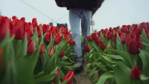 Close-up of a worker's feet walking between rows of blooming red tulips. A Stock Footage 266801066