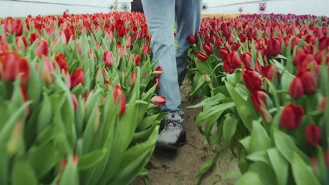 Close-up of a worker's feet walking between rows of blooming red tulips. A Stock Footage 266801521