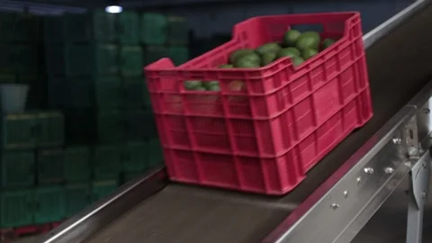 Close up of worker's hand avocado fruit packing and production factory Stock Footage 148243633