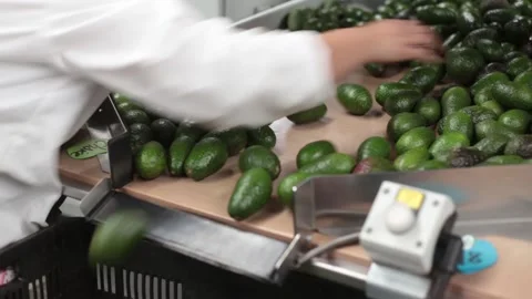 Close up of worker's hand avocado fruit packing and production factory Stock Footage 148243662