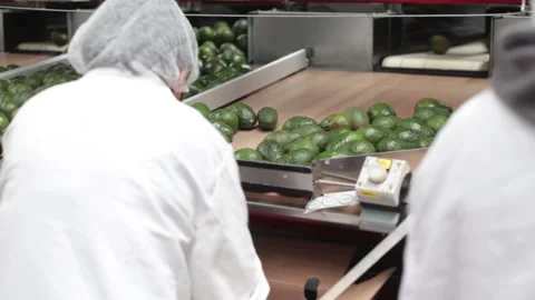 Close up of worker's hand avocado fruit packing and production factory Video stock 148243672