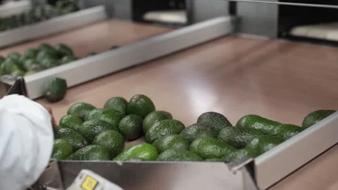 Close up of worker's hand avocado fruit packing and production factory Stock Footage 148243718