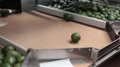 Close up of worker's hand avocado fruit packing and production factory Video stock 148243737
