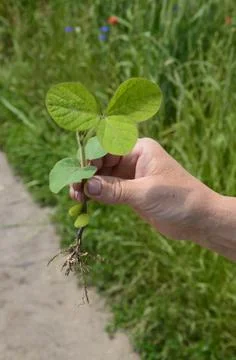 Close up of worker's hand holding young seedling in soybean field Stock Photos