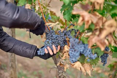Close up of Worker's Hands Cutting Red Grapes from vines during wine harvest. Stock Photos