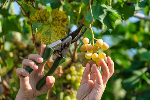 Close up of Worker's Hands Cutting White Grapes from vines during wine harvest Stock Photos