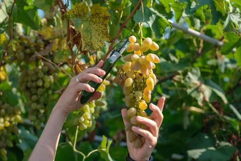 Close up of Worker's Hands Cutting White Grapes from vines during wine harvest Stock Photos