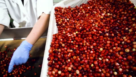 Close-up of a worker’s hands in gloves picking cranberries. Stock Footage 136707498