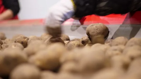 Close-up, workers Hands in gloves sorting potato tubers on conveyor belt, line Stock Footage 130357836