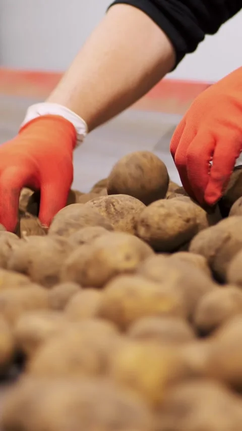 Close-up, workers Hands in gloves sorting potato tubers on conveyor belt, line, Video stock 310567596