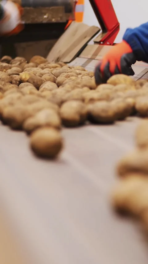 Close-up, workers Hands in gloves sorting potato tubers on conveyor belt, line, Stock Footage 310797505