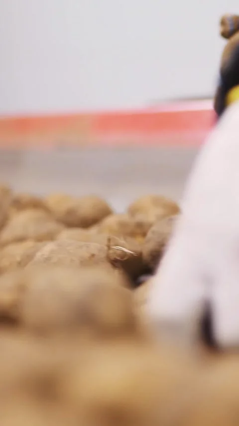 Close-up, workers Hands in gloves sorting potato tubers on conveyor belt, line, Stock Footage 316262966