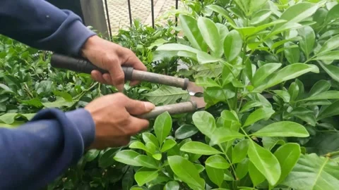 Close up of worker's hands pruning plants using plant scissors Video stock 306669963