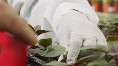 Close up of workers hands trimming leaves of plants in a greenhouse Stock Footage 132524165