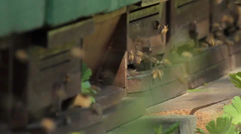 Close up of workers of Honeybees in front of bee boxes Stock Footage 37586471
