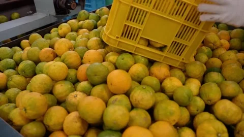 Close-up of workers pouring fresh harvested green tangerines into a large bin Stockbeeldmateriaal 334274824