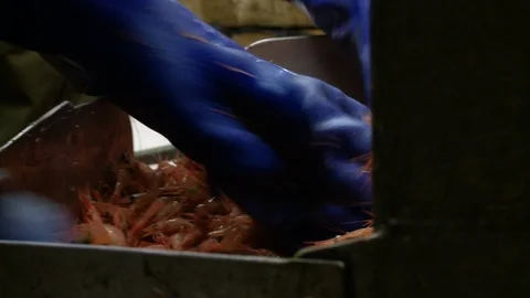 Close up of workers working with conveyor with shrimp, Newfoundland, Canada Stock Footage 132397619