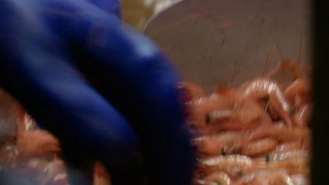 Close up of workers working with conveyor with shrimp, Newfoundland, Canada Video stock 132397759