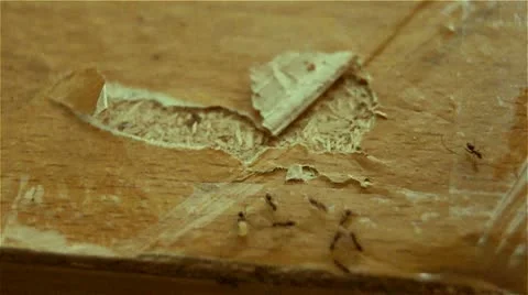Close-up, working ants, time lapse, insect. Stock Footage 10887056