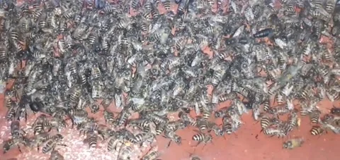 A close-up of a working bee bringing pollen to the hive, on its paws honey. Stock Footage 150672949