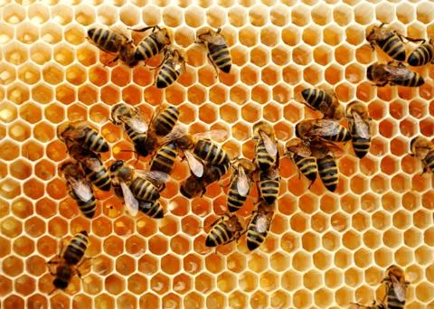 Close up of working bee Stock Photos