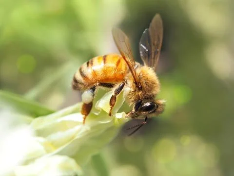 Close-up of a working bee on a white flower Stock Photos
