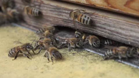 Close-up of working bees bringing pollen to the hive 库存影片 139445117
