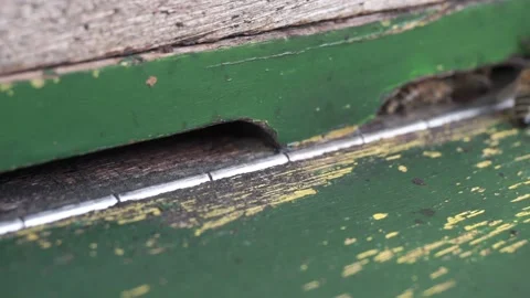 Close-up of working bees bringing pollen to the hive Stock Footage 139445207
