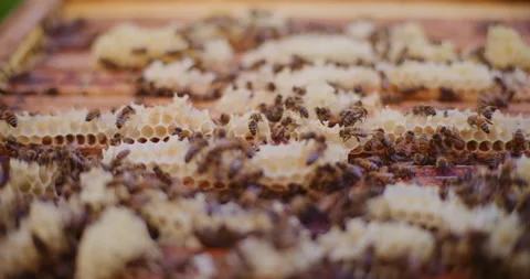 Close-Up of Working Bees in the Hive Stock Footage 277003221
