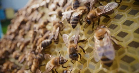 Close-Up of Working Bees on a Honeycomb in the Hive Stock Footage 277003740