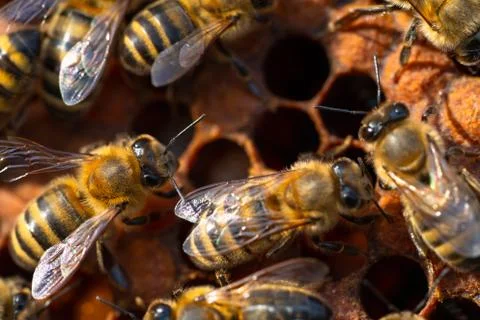 Close-up of working bees on honeycombs. Beekeeping and honey production image Stock Photos