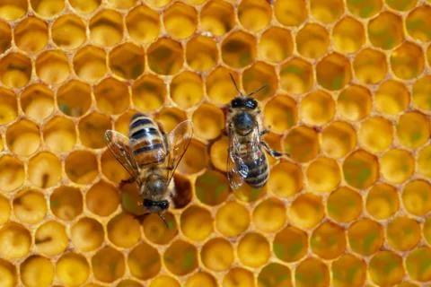 Close-up of working bees on honeycombs. Beekeeping and honey production image Foto stock