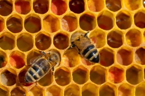 Close-up of working bees on honeycombs. Beekeeping and honey production image Stock Photos