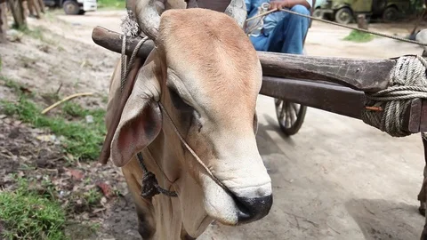 Close up of Working Ox Stock Footage 104417318