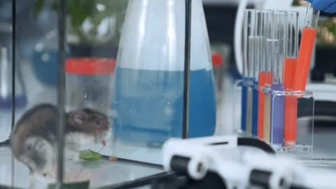 Close-up of working process in chemistry laboratory with test tubes, mice and Stock Footage 115245499