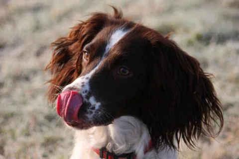 Close up of a working type english springer spaniel pet gundog Foto stock