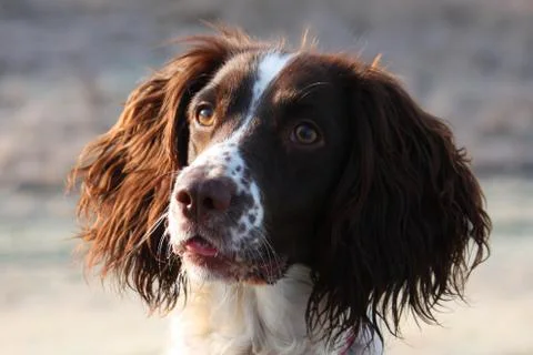 Close up of a working type english springer spaniel pet gundog Stock Photos