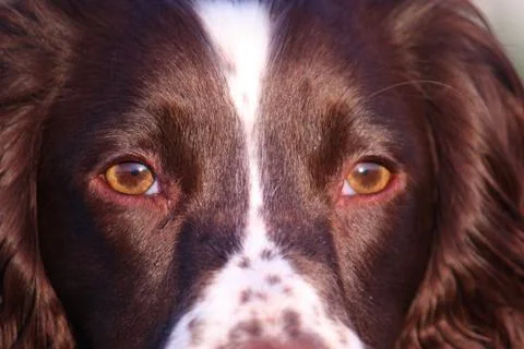Close up of a working type english springer spaniel pet gundog Stock Photos