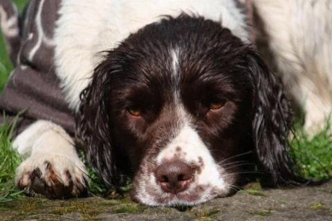 Close up of a working type english springer spaniel pet gundog Stock Photos