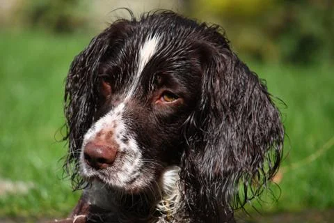 Close up of a working type english springer spaniel pet gundog Stock Photos