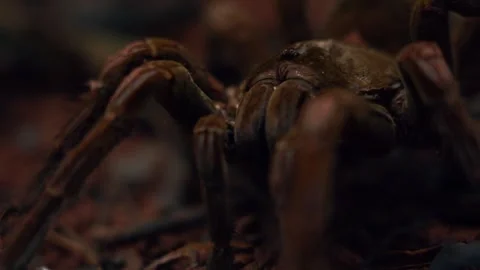 Close up of World's largest spider | Goliath bird eating spider Stock Footage 251516671