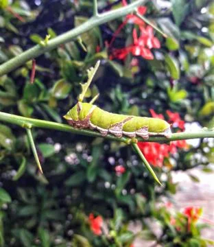Close Up A worm on the branch Stock Photos