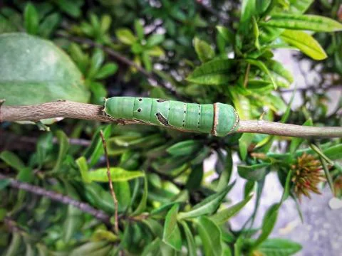 Close Up A worm on the branch Stock Photos