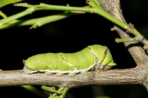 Close-up worm on a branch Stock Photos